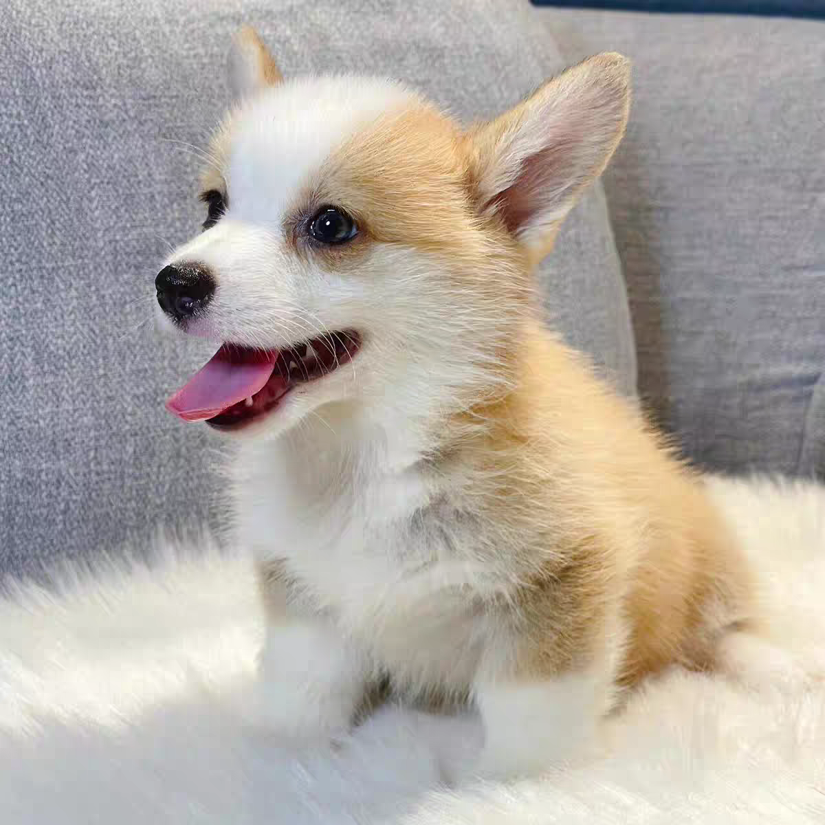 犬舍直销批发价格出售柯基犬